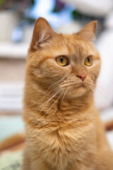 Fototapeta na wymiar Red cat sits on the bed, on colored linen, looks, looks very carefully, cat's whiskers, cat's eye