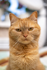 Red cat sits on the bed, on colored linen, looks, looks very carefully, cat's whiskers, cat's eye