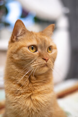 Red cat sits on the bed, on colored linen, looks, looks very carefully, cat's whiskers, cat's eye