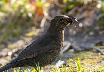 Fototapeta premium Female blackbird foraging in the undergrowth and gathering bugs and worms for fledglings 