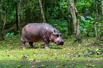 The common hippopotamus, Hippopotamus amphibius, or hippo, is a large, mostly herbivorous, semiaquatic mammal native to sub-Saharan Africa