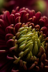 Flower texture 3D Design