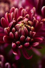 Fototapeta premium Flower texture 3D Design