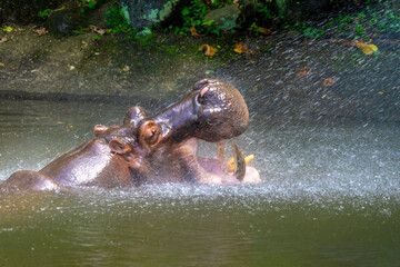Fototapeta premium The common hippopotamus, Hippopotamus amphibius, or hippo, is a large, mostly herbivorous, semiaquatic mammal native to sub-Saharan Africa