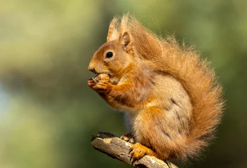 Plexiglas foto achterwand cute Scottish red squirrel sitting on a branch in the sunshine eating a nut with beautiful green, woodland background  © Sarah