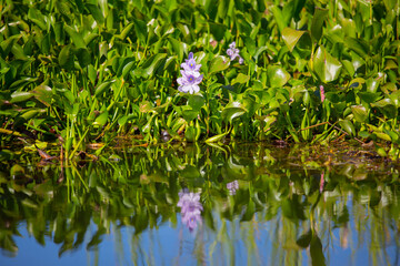 Eichhornia crassipes or common water hyacinth flower blossomed on the pond with wild grasses