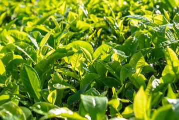 Closeup view of tea leaves