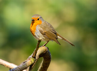 robin perched on a branch, in the sunshine, in the woodland in beautiful green natural background