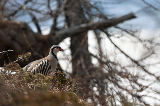 Rock partridge of the Alps, coturnice (Alectoris graeca)	