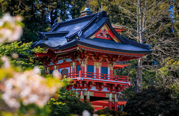 Sakura cherry blossom, San Francisco Golden Gate Park Japanese Tea Garden pagoda