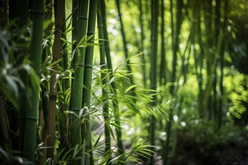 Fototapeta na wymiar Bamboo forest daylight. Generate Ai