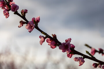 Beautiful peach orchard. There are pink flowers on the trees. There is green grass between the trees. The sky is blue.