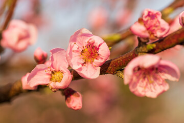 Beautiful peach orchard. There are pink flowers on the trees. There is green grass between the trees. The sky is blue.