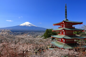 View of Mt. Fuji with cherry blossom (sakura ) in spring from  Arakura Fuji Sengen Shrine, in...