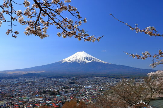 View of Mt. Fuji with cherry blossom (sakura ) in spring from  Arakurayama Sengen Park, in Fujiyoshida, Japan