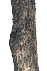Tree trunk isolated on white background.