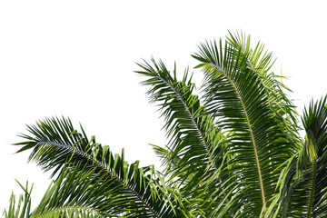 green coconut leaf or tree branch isolated on white background.