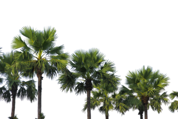 green coconut leaf or tree branch isolated on white background.