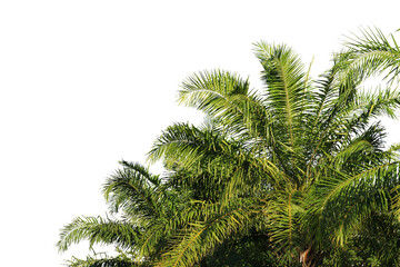 green coconut leaf or tree branch isolated on white background.