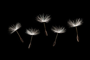 Fluffy dandelion seeds isolated on white background