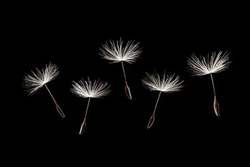 Foto op Plexiglas Fluffy dandelion seeds isolated on white background © zhikun sun