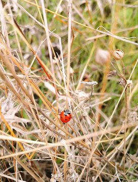 Ladybug sits on dry grass. A close-up of an insect that hid in thorns in the Crimea. Flying red-spotted beetle.