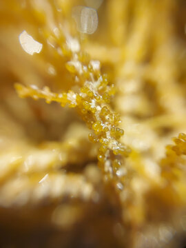 Yellow seaweed in the Red Sea, macro photography. Underwater world in Egypt. The texture contains highlights and blurs.