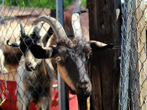 Close-up of a horned goat's head sticking out of an enclosure. Agricultural mammals on a farm in the Crimea.