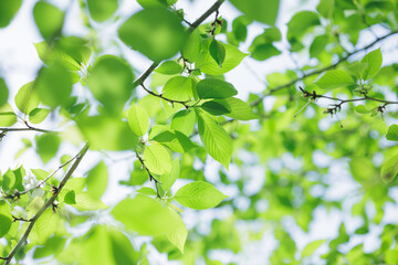 新緑　イメージ　エコロジー