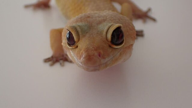 ヒョウモントカゲモドキのアップの動画