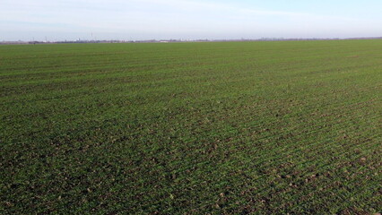 Fototapeta na wymiar Green field with young green sprouts of cereal crops and blue sky on sunny spring autumn day. Flying over agricultural field with green plants. Agro industrial landscape. Agrarian farm scenery. Fast
