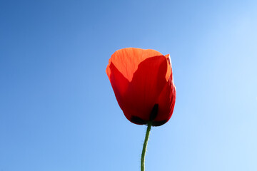 Obraz premium Poppy flower petals red color detail close up macro photography