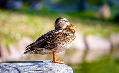 A wild duck stands on the shore of a lake
