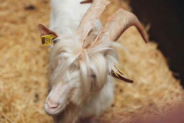 Dominator Goat Male with large Horns and Long Hairs, Head Portrait