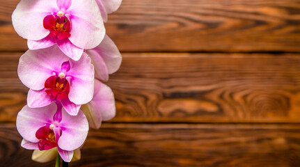 A branch of purple orchids on a brown wooden background
