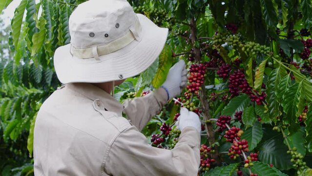 The farmer wearing a hat and cloth gloves is harvesting fresh ripe coffee berries on a coffee tree. Coffee berry is rich in antioxidants and polyphenols