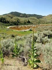 Common Mullein plants and Spotted lake near the city of Osoyoos, Okanagan Valley, British Columbia Canada