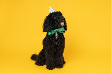 Black Toy poodle dog on yellow background, Dog Birthday