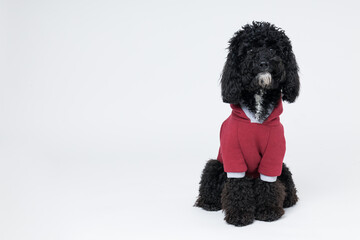 Black Toy Poodle dog on white background