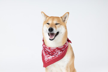 Shiba Inu cute dog on white background