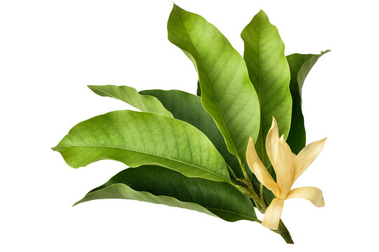 Yellow Flower or Michelia alba and green leaf isolated on white background with path