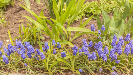 Flowering Muscari Armenian in a flowerbed on a sunny spring day.