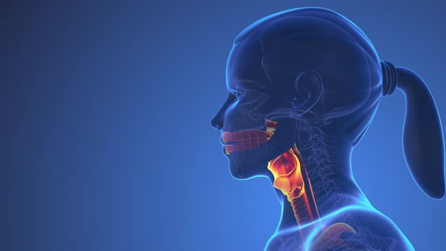 Anatomy Of Human Thyroid Inside Body