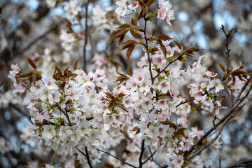岩本山公園の桜05