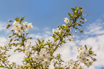 Blossoming cherry tree against the sky.