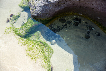潮溜まりイメージ