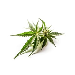 Cannabis, Maihuana, Gras, Weed, Ganja, Dope, grünes Blatt isoliert, generative AI