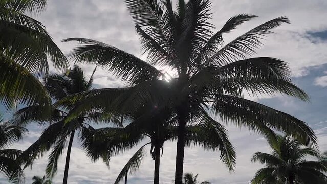 Tropical pam trees silhouetted against the sun. Slow right to left pan
