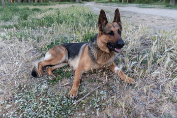 A German shepherd is a dog sat on the ground looking to the horizon in a happy mood.