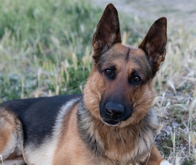 A dog portrait of a German Shepherd with a happy gesture